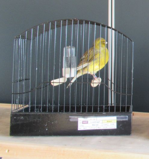 1551R