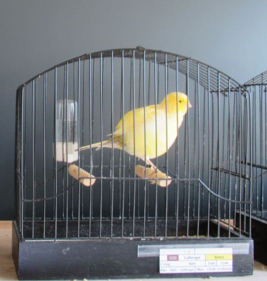 1553R