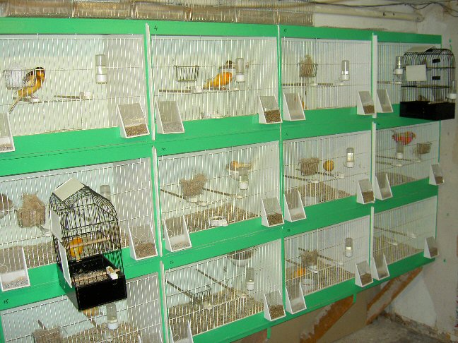 My birdroom 11