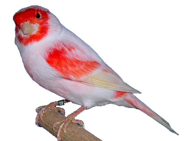 2251619565 frit