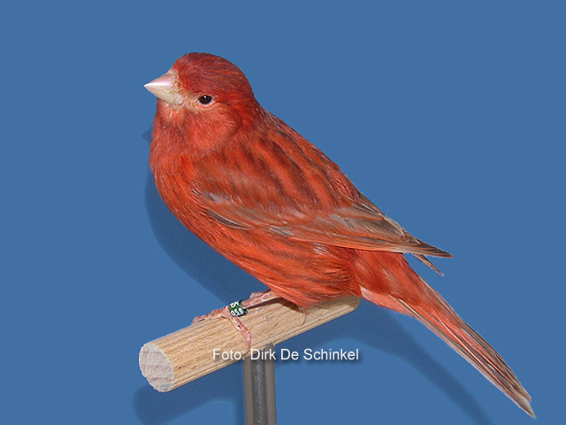 13 bruin rood intensief pop