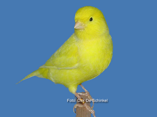 17 120geel20schimmel
