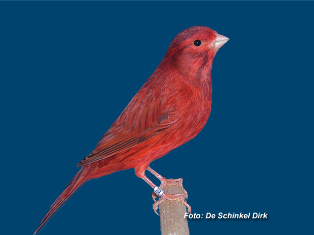 2720agaat20rood20intensief