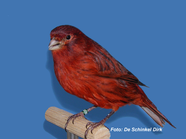8 320zwart2020rood2020intensief20pop