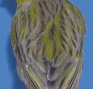 sort gul pastel rimet