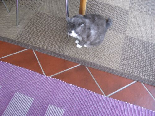 foto-IMG 6813