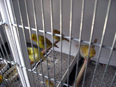 besg_hos_henning_006r