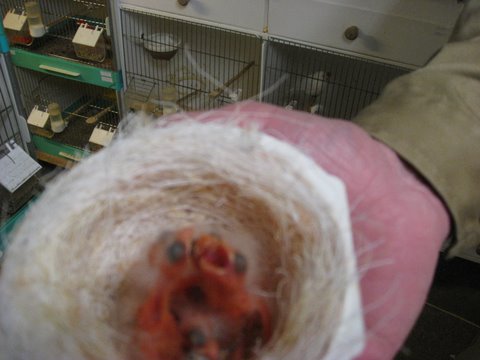 mogens5