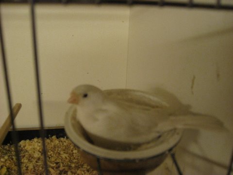 mogens6