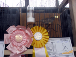 region fyn-syds udstilling 2013 055rr