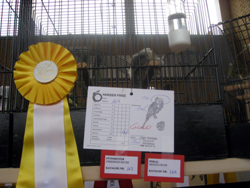 region fyn-syds udstilling 2013 068rr