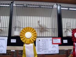 region fyn-syds udstilling 2013 077rr