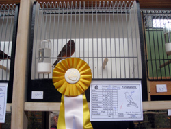 region fyn-syds udstilling 2013 080rr
