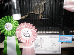 region fyn-syds udstilling div.fife bronze