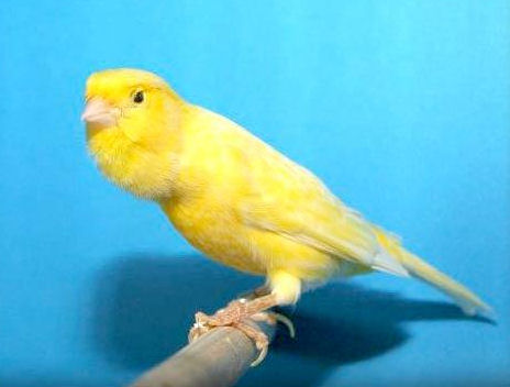 harzer gul